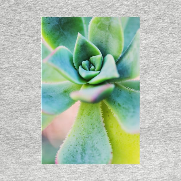 Pastel Succulent by karinelizabeth